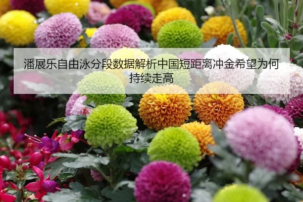 潘展乐自由泳分段数据解析中国短距离冲金希望为何持续走高